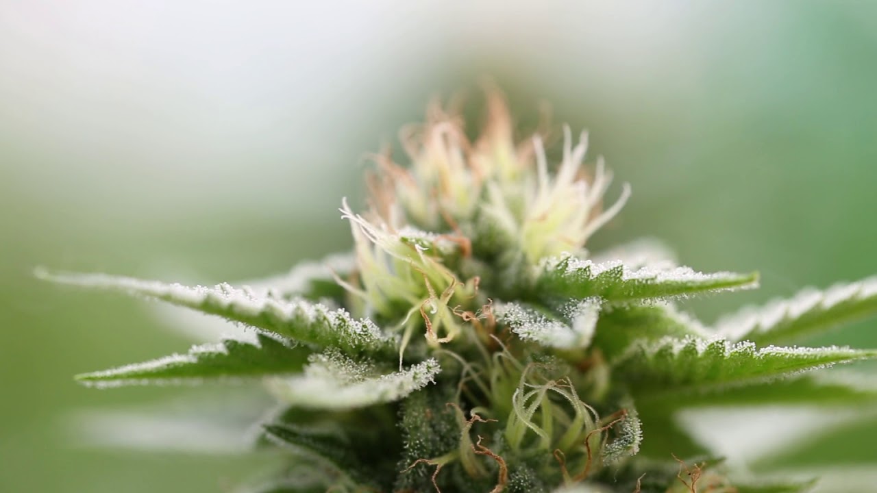 Passport Cannabis close up
