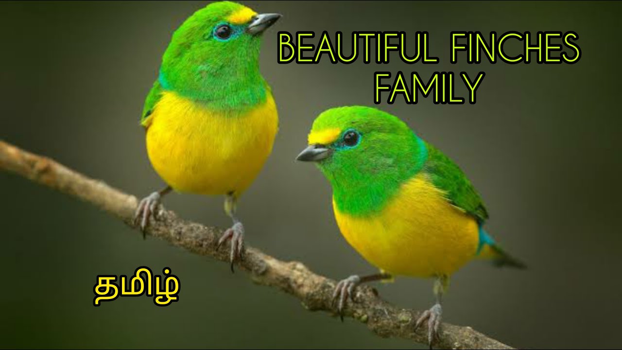 Finches|Exotic Finches Tamil|Beautiful Exotic Finch Videos|Finches Family - Part - 4|Finches Tamil