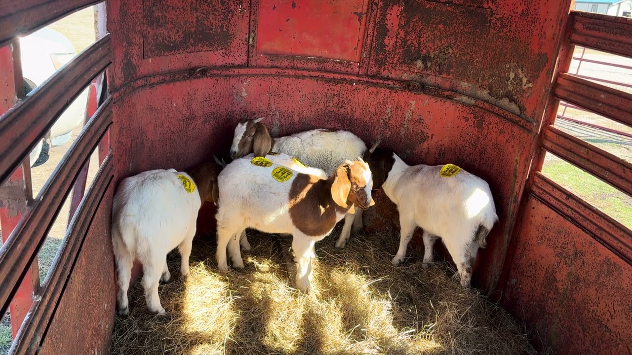 Evaluating the herd. 