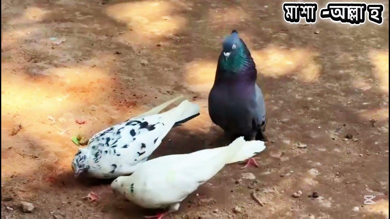 হাইফ্লাইয়ার গিরিবাজ কবুতর গুলোকে নতুনভাবে পেয়ার করেছি