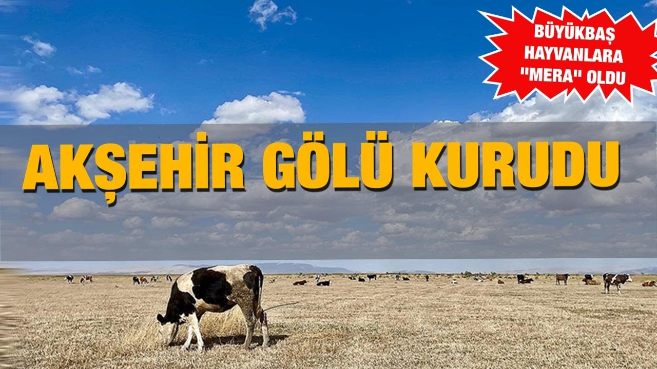 Akşehir Gölü kurudu: Büyükbaş hayvanlara 