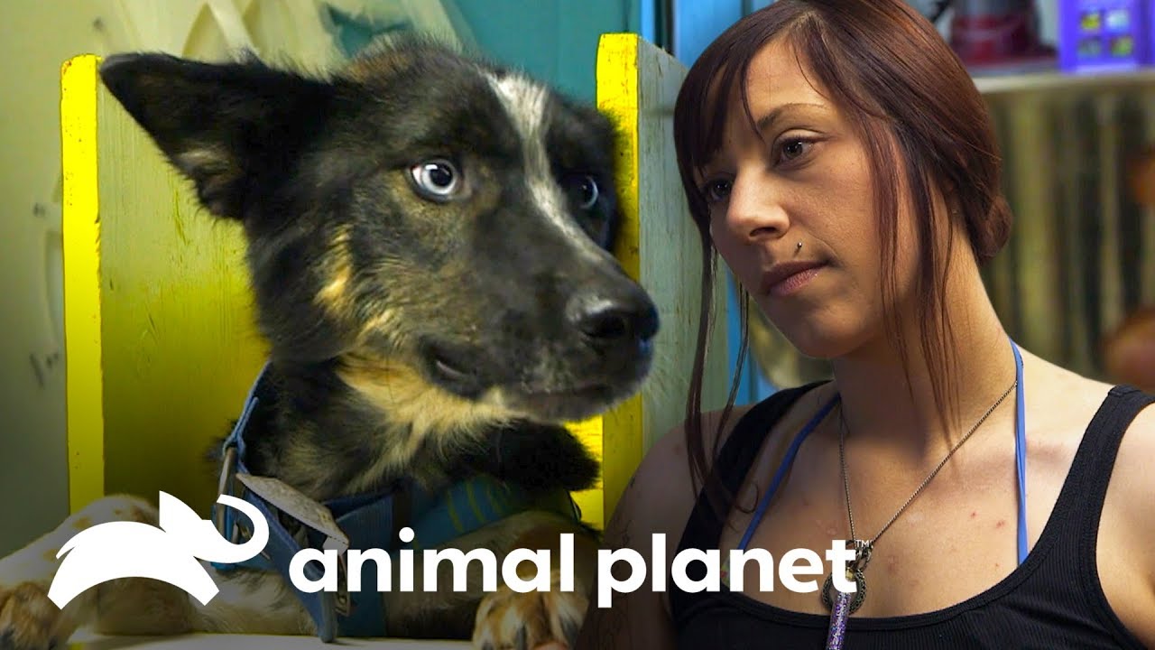 Ringo, ¡el perro con un megaesófago! | Dra. Dee: Veterinaria de Alaska | Animal Planet