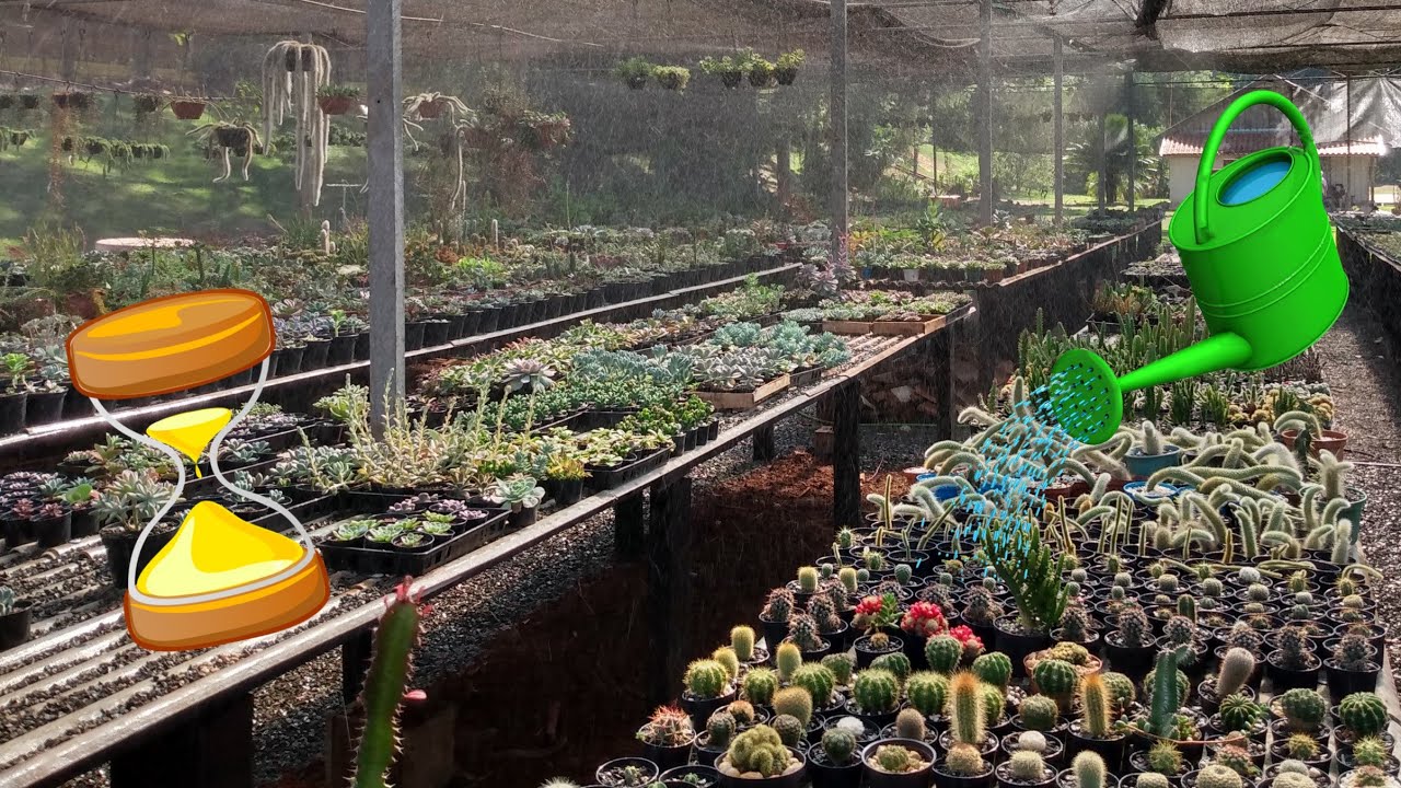 COMO &Eacute; A REGA DE SUCULENTAS NA ESTUFA DA MINHA SOGRA