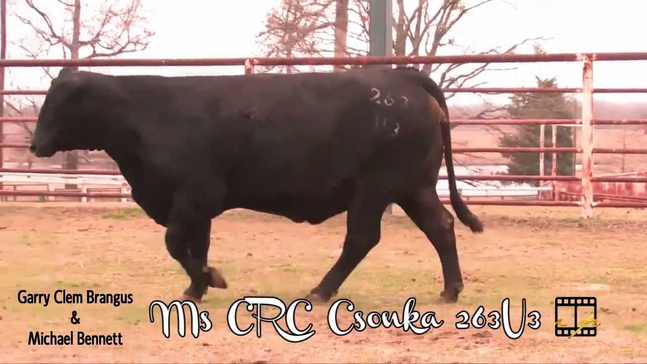 Lot 4 - Ms CRC Csonka 263U3