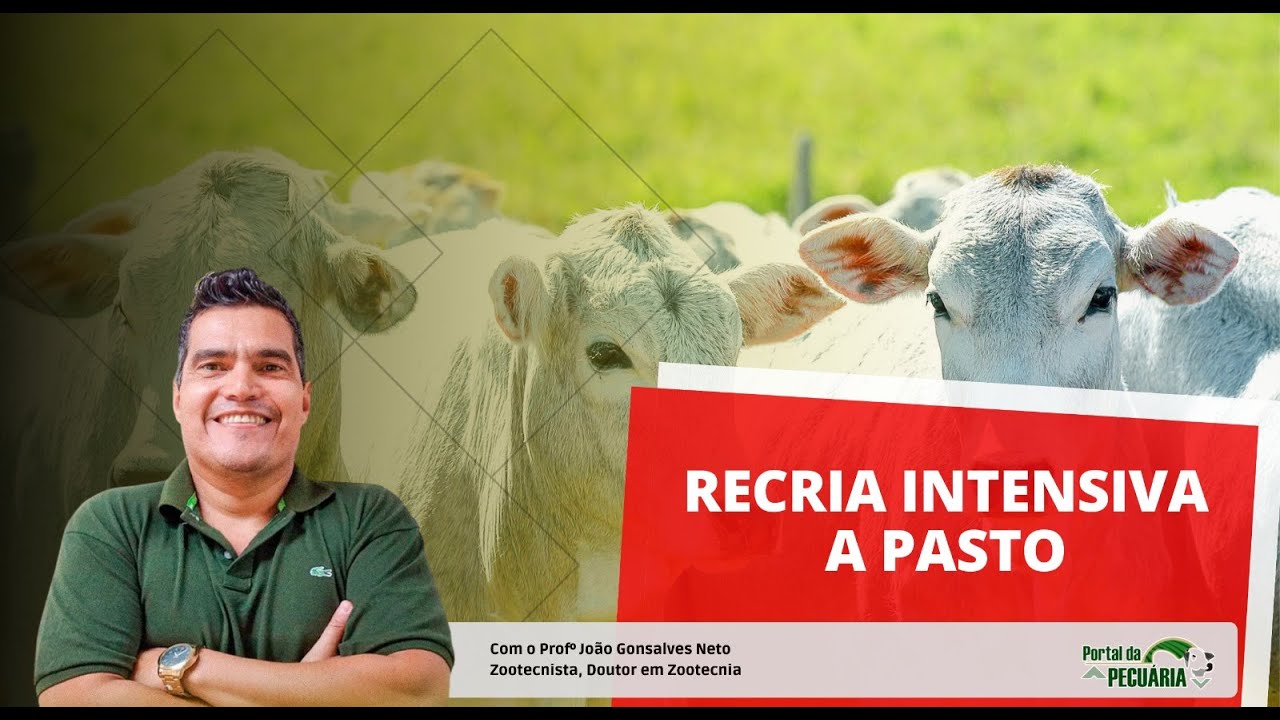 Curso Recria Intensiva a Pasto (Ração)