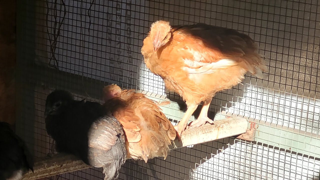 Growing too fast 😪  #babychiks #turkens #organic