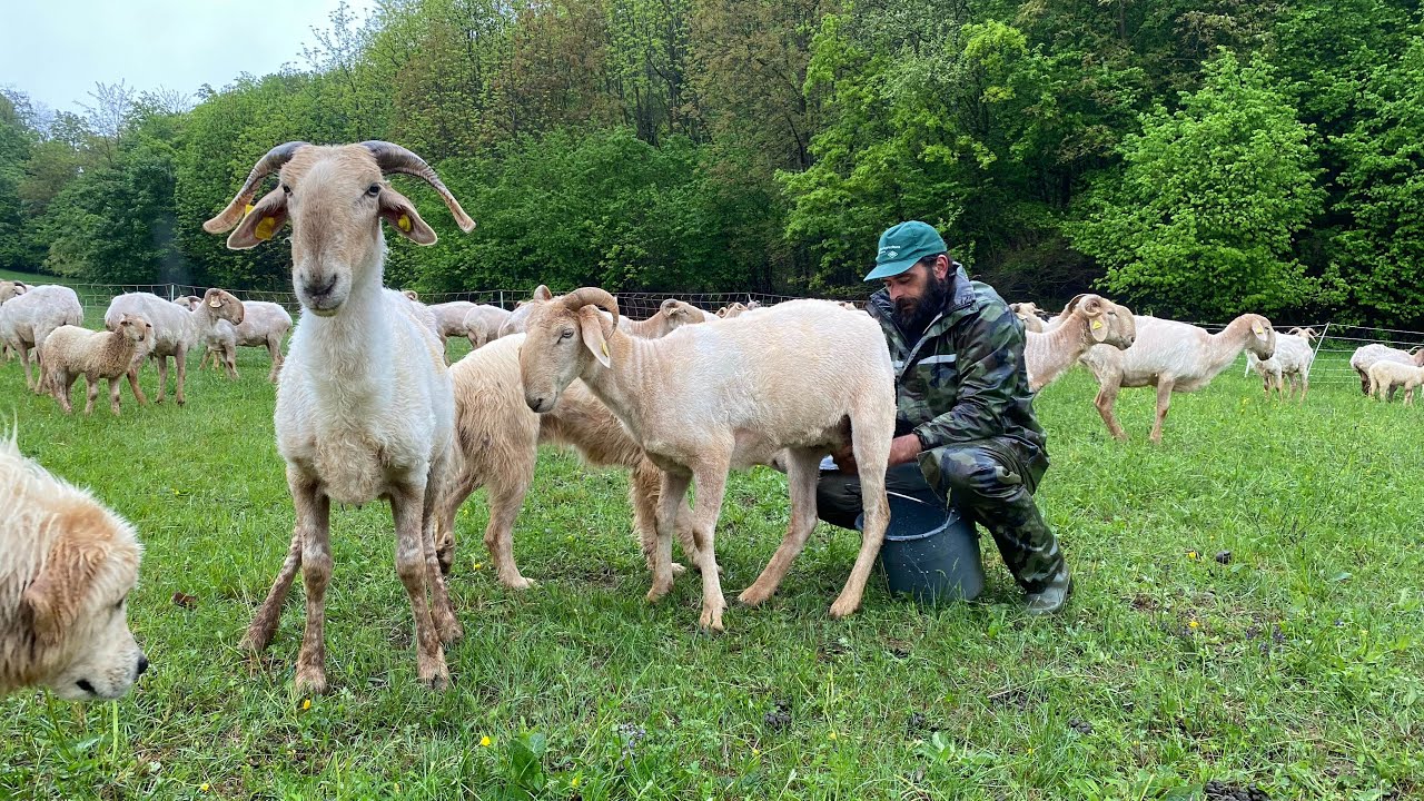 Gregge di Pecore razza”Roaschina” Simone Basso e Federica loc.Brianzola Villanova Mondovi(CN) pt2