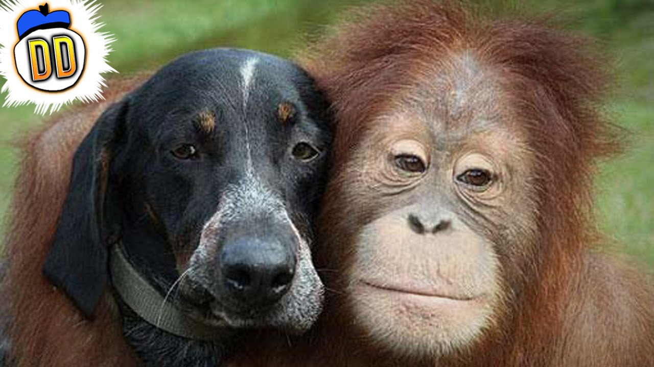 15 Bizarre Animal Friendships