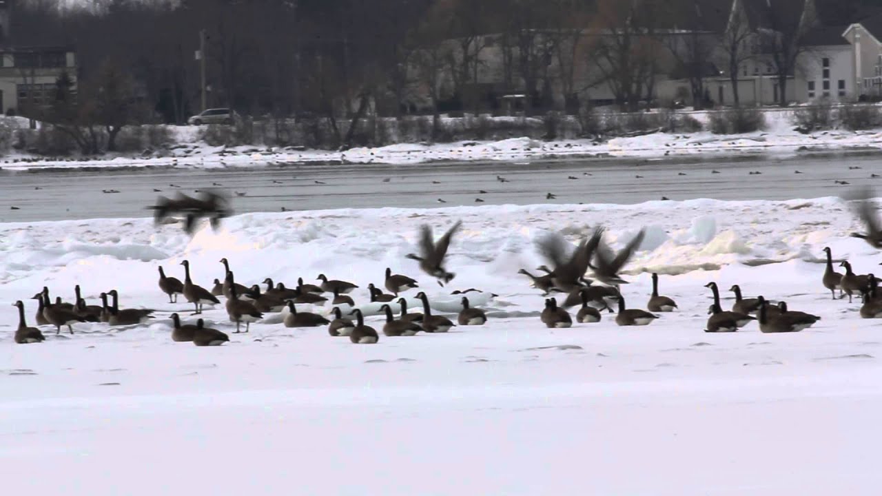 Canada Geese excited into flight - Winter