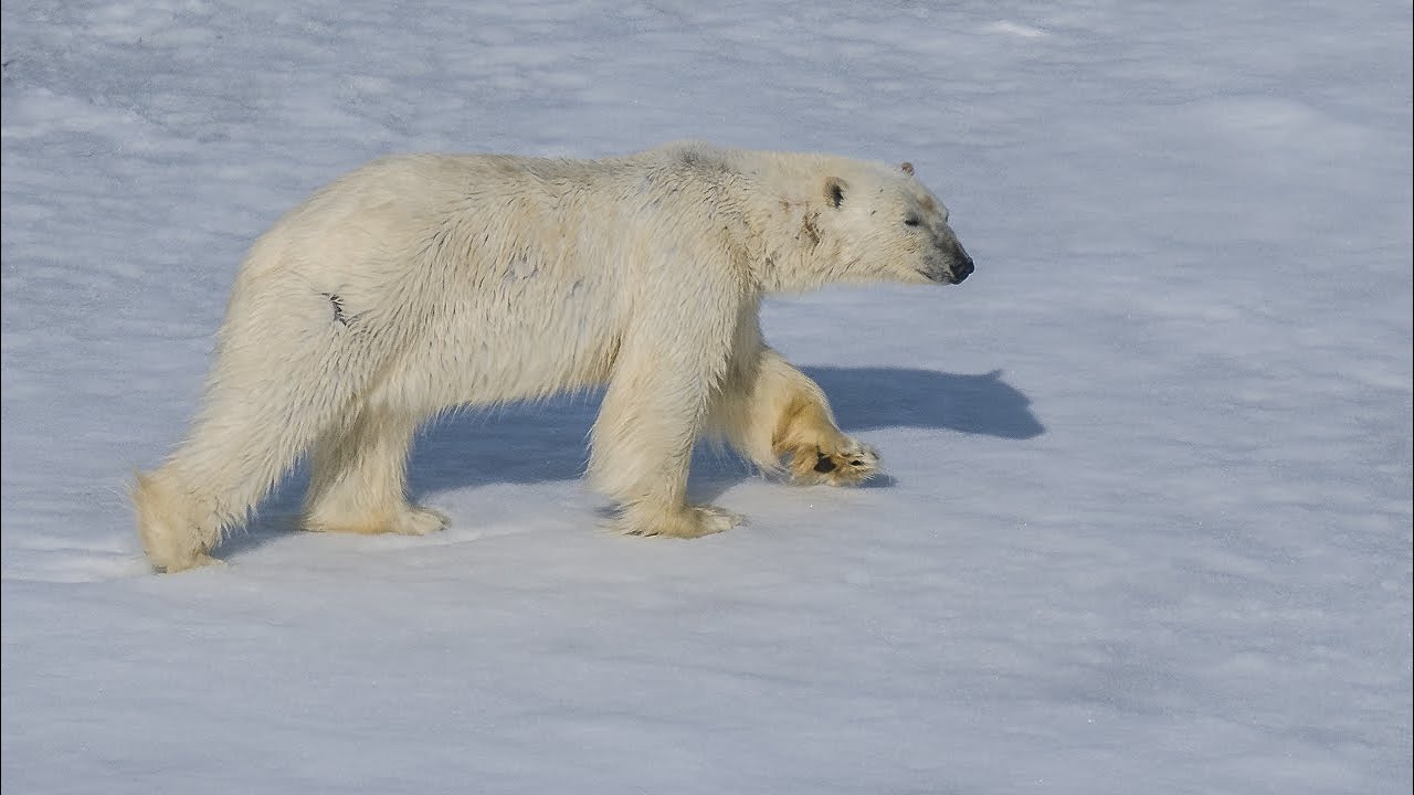 Svalbard, la màgia de l'Àrtic - Segona Part: Expedició cap el Nord