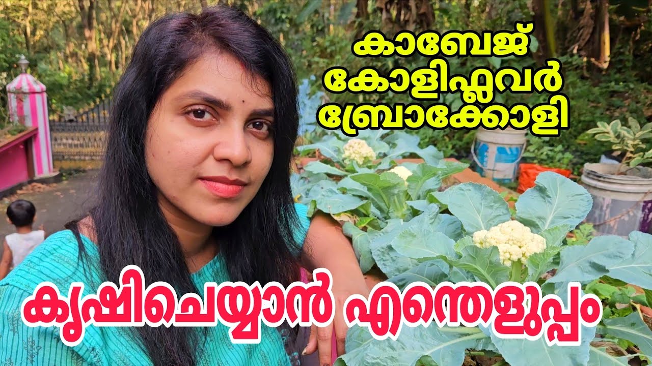 കോളിഫ്ലവർ, കാബേജ്, ബ്രൊക്കോളി കൃഷിചെയ്യാൻ എന്തെളുപ്പം | cauliflower, cabbage krishi