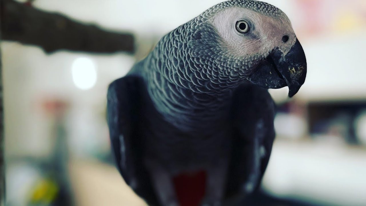 Compilation TikTok gribouille le gris du Gabon