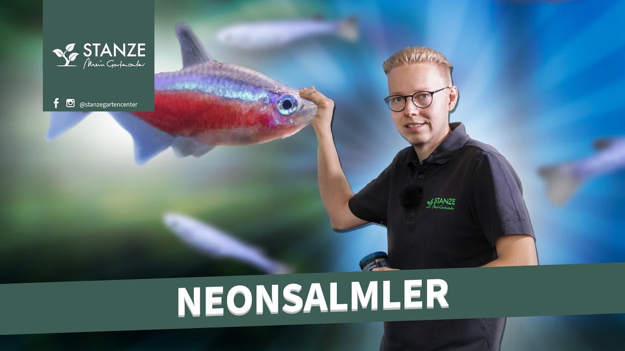 Neonsalmler im Aquarium