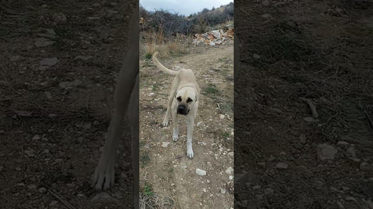 insanları tanıdıkça ,hayvanları daha çok seviyorum