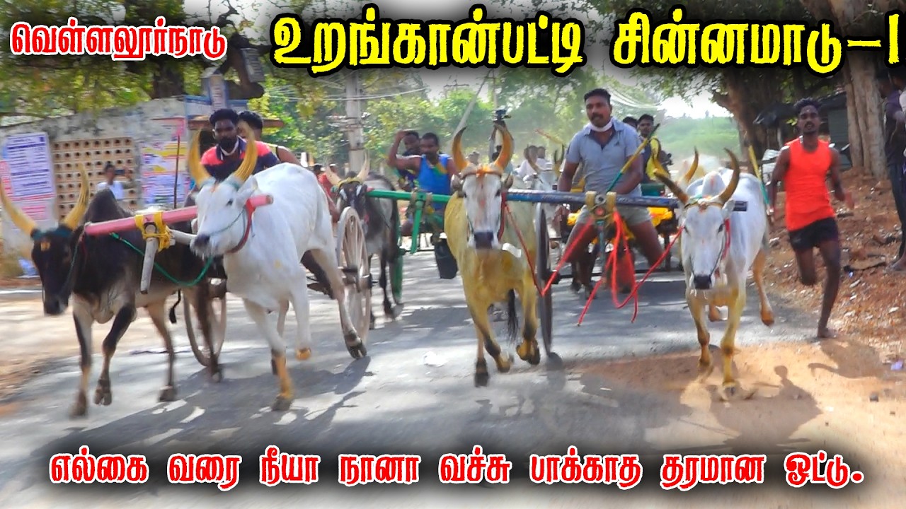 உறங்கான்பட்டி சின்னமாடு-1 பந்தயம் 14-03-2026 #panthyam_