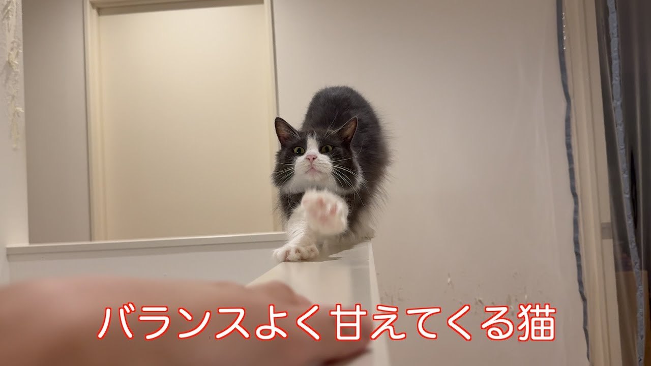 バランスよく甘えてくる猫