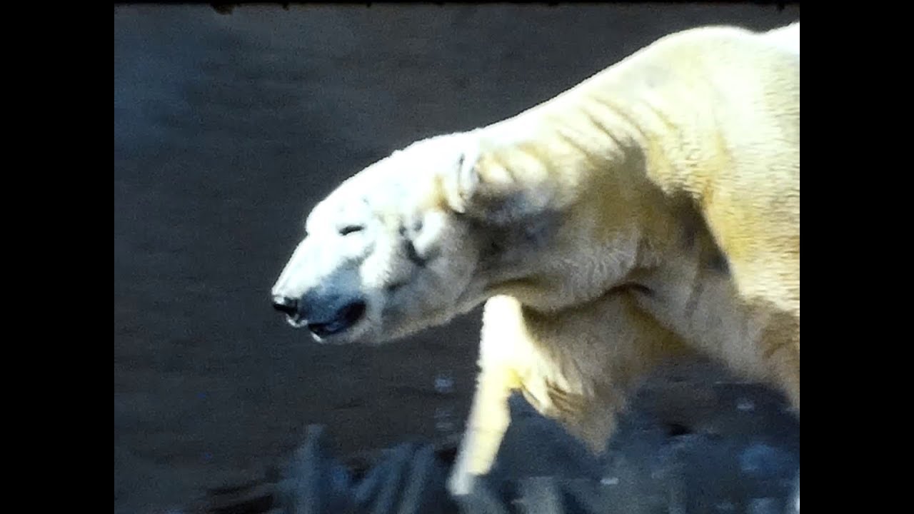A walk through London Zoo, Regents Park in 1977