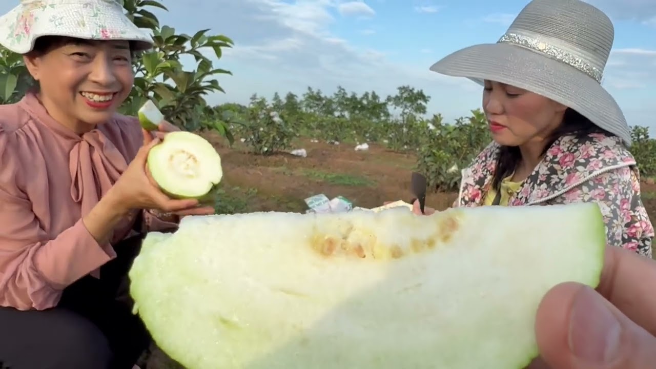 Kỹ thuật chăm sóc ổi thái cành tán xum xuê, lá xanh dày, sai hoa, đậu quả, quả to đều, ăn giòn ngọt