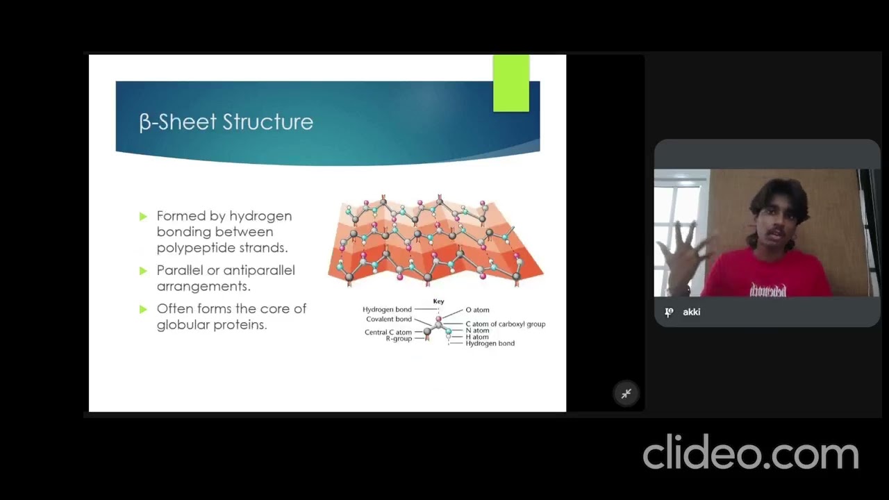 Protein Structures and Levels of Organisation 