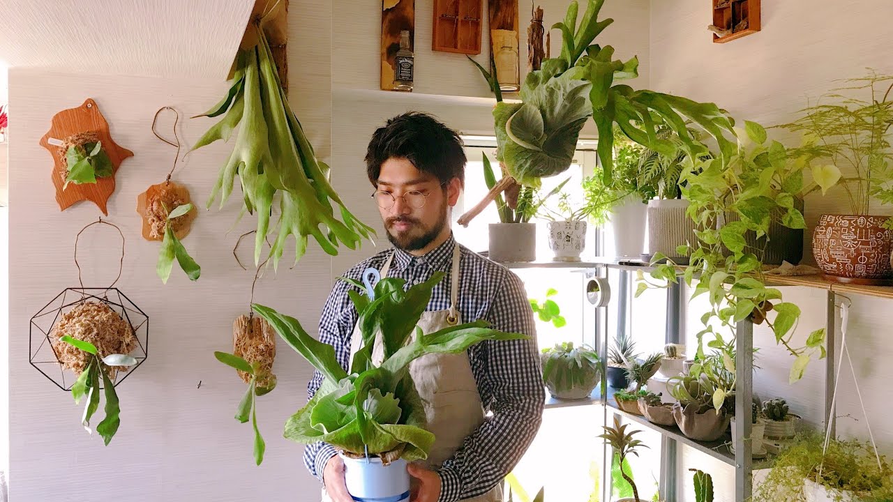 失敗しない⁉ビカクシダの育て方【コウモリラン板付けと鉢植えの管理方法】自宅園芸