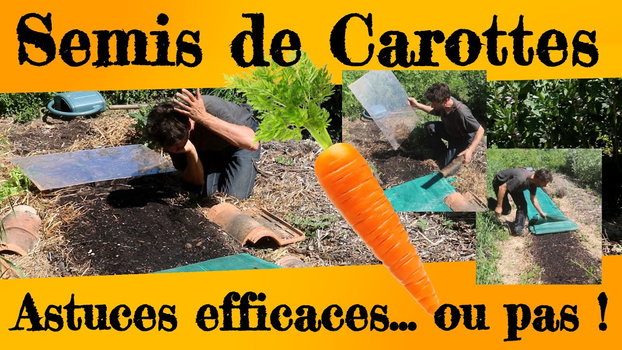Bien r&eacute;ussir ses semis de carotte ! Des astuces efficaces... ou pas !