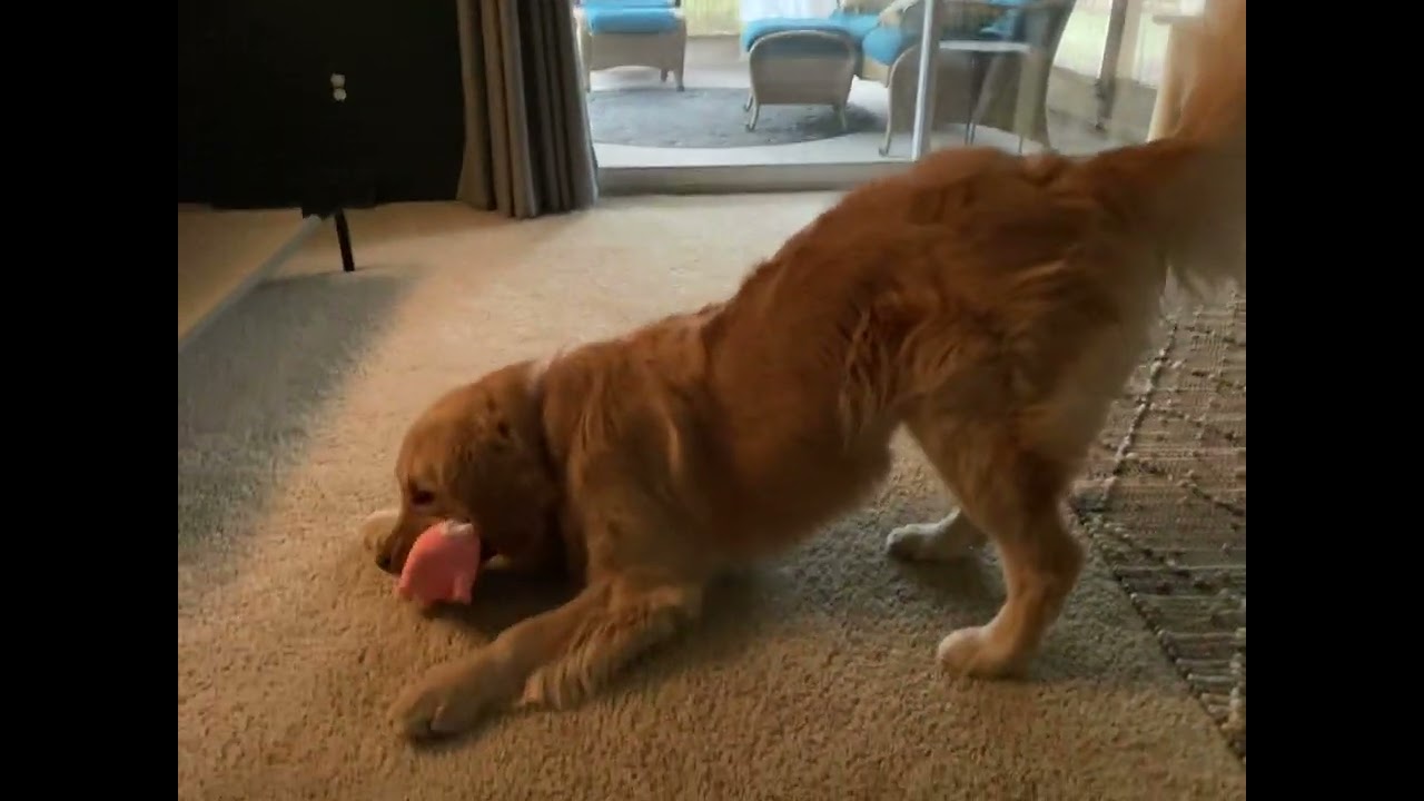 Golden Retriever loves piggy toy
