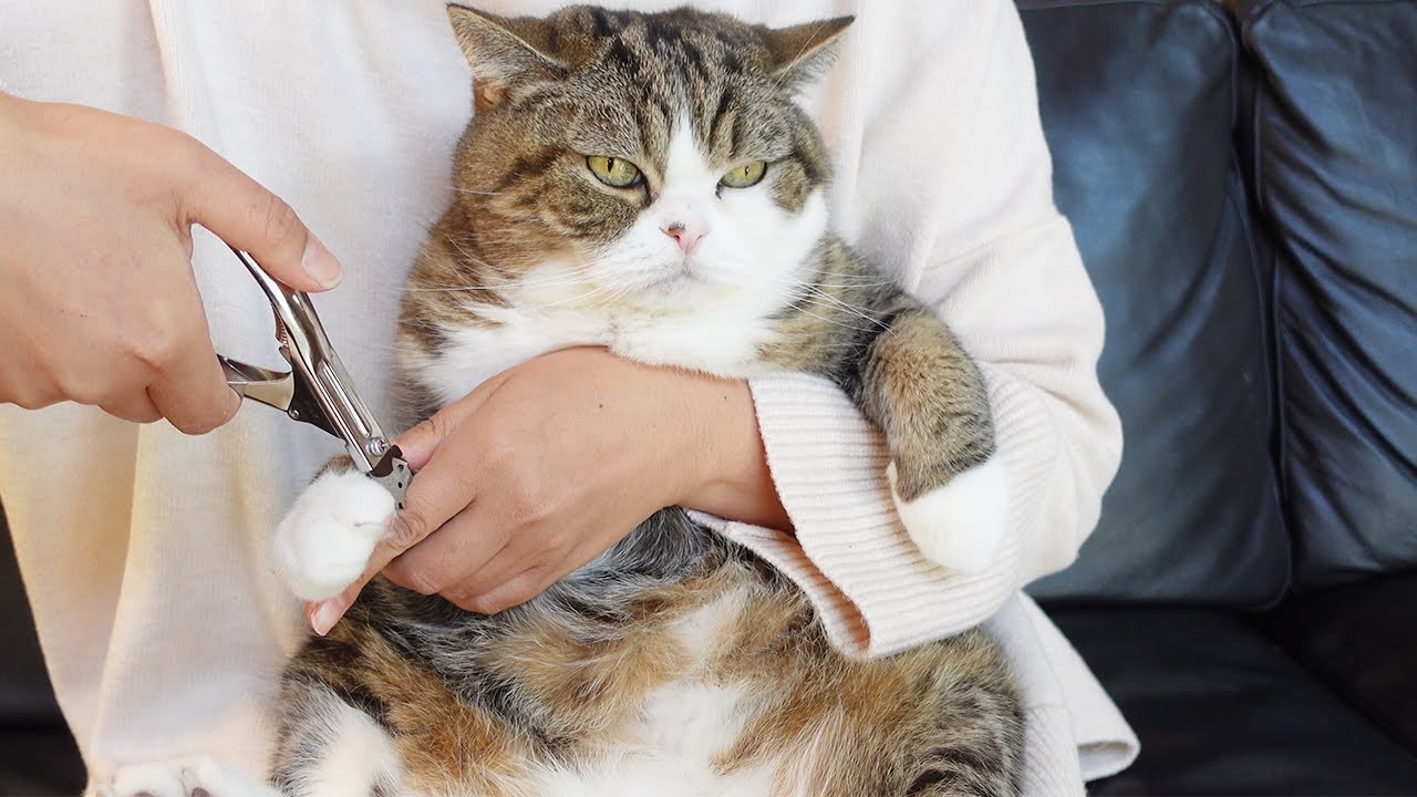 新しい爪切りを最初に試されるまる。-New nail clipper and Maru.-
