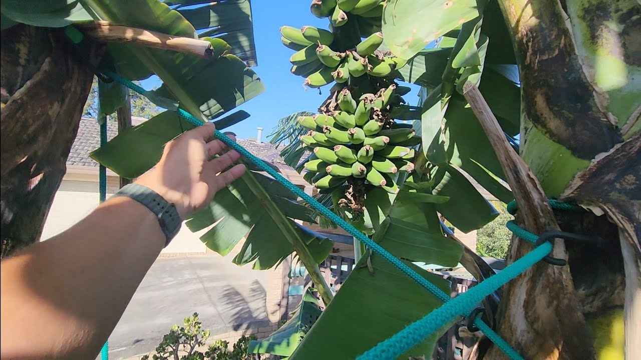 By Request: How & Why I Use Bungee Cords For Supporting Bananas + 4 Bunches On 1 Clump