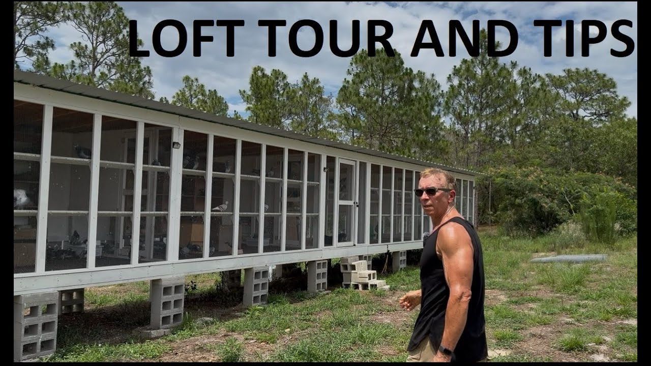 PIGEON LOFT TOUR AND TIPS!