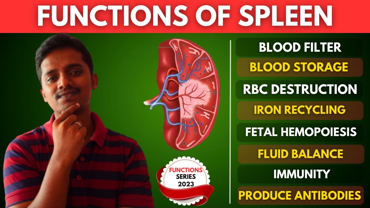 FUNCTIONS OF SPLEEN | TAMIL