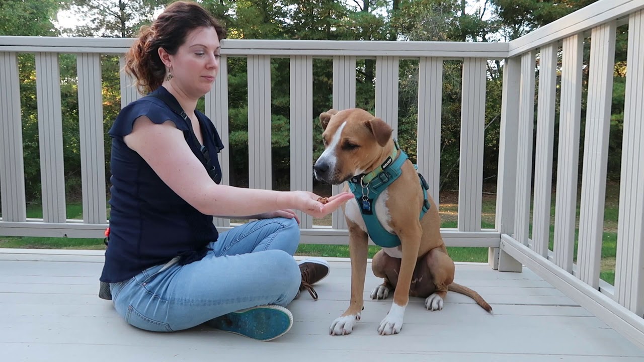 Это твой выбор: игра с контролем за собаками!