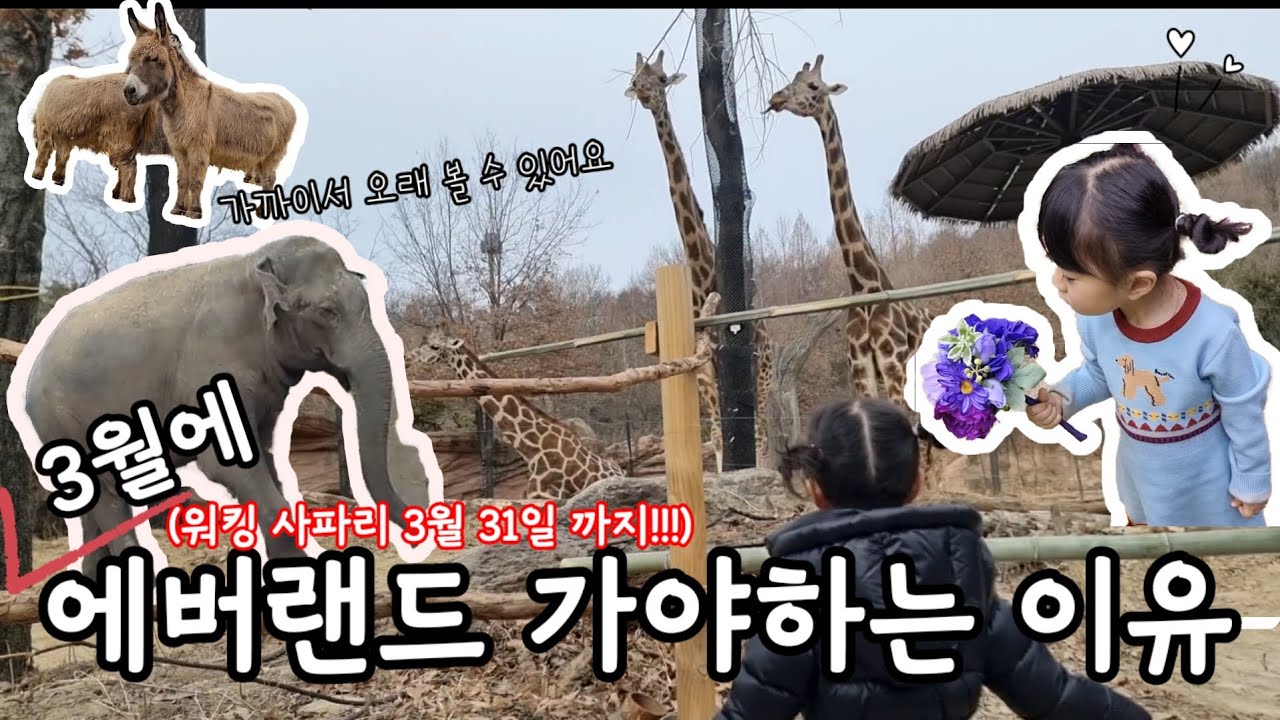 3월까지만 가능! 에버랜드 워킹사파리 운영 첫날 다녀왔어요
