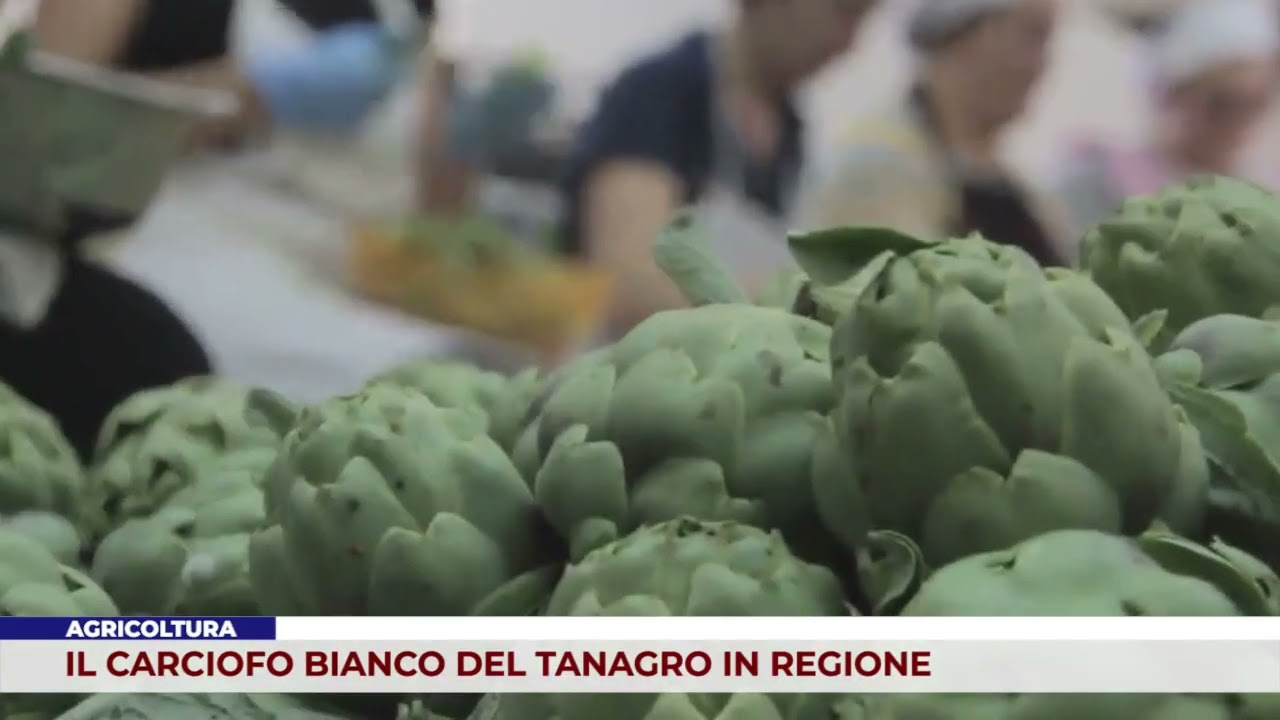 AGRICOLTURA. IL CARCIOFO BIANCO DEL TANAGRO IN REGIONE