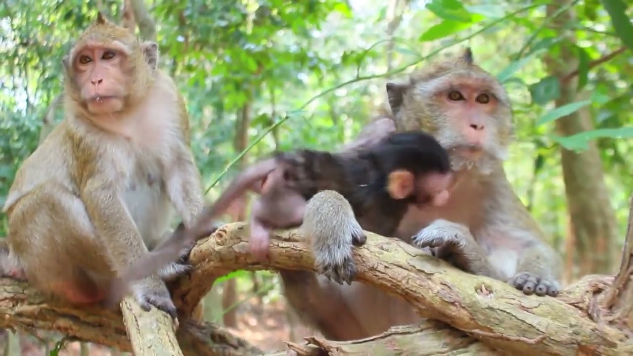 Amazing Baby newborn monkey so pretty It's so cute and beautiful baby monkey Jussy Monkey