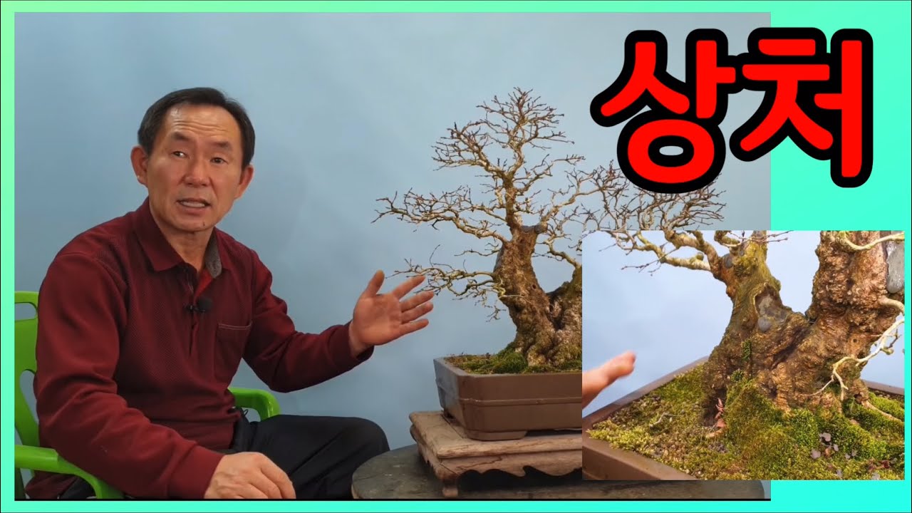 분재관리 171강  상처
