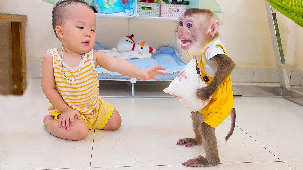 PUPU the monkey and Nguyên fighting over a pillow is really adorable!
