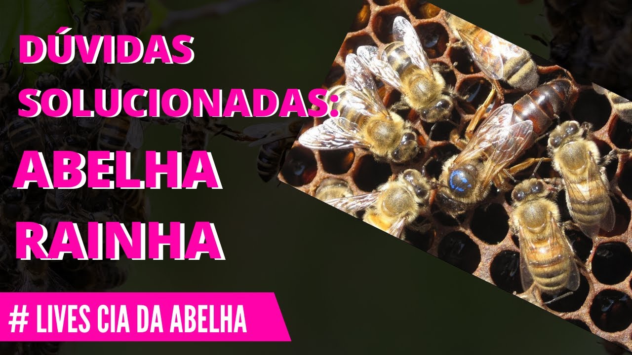 TIRANDO TODAS AS SUAS DÚVIDAS SOBRE A ABELHA RAINHA