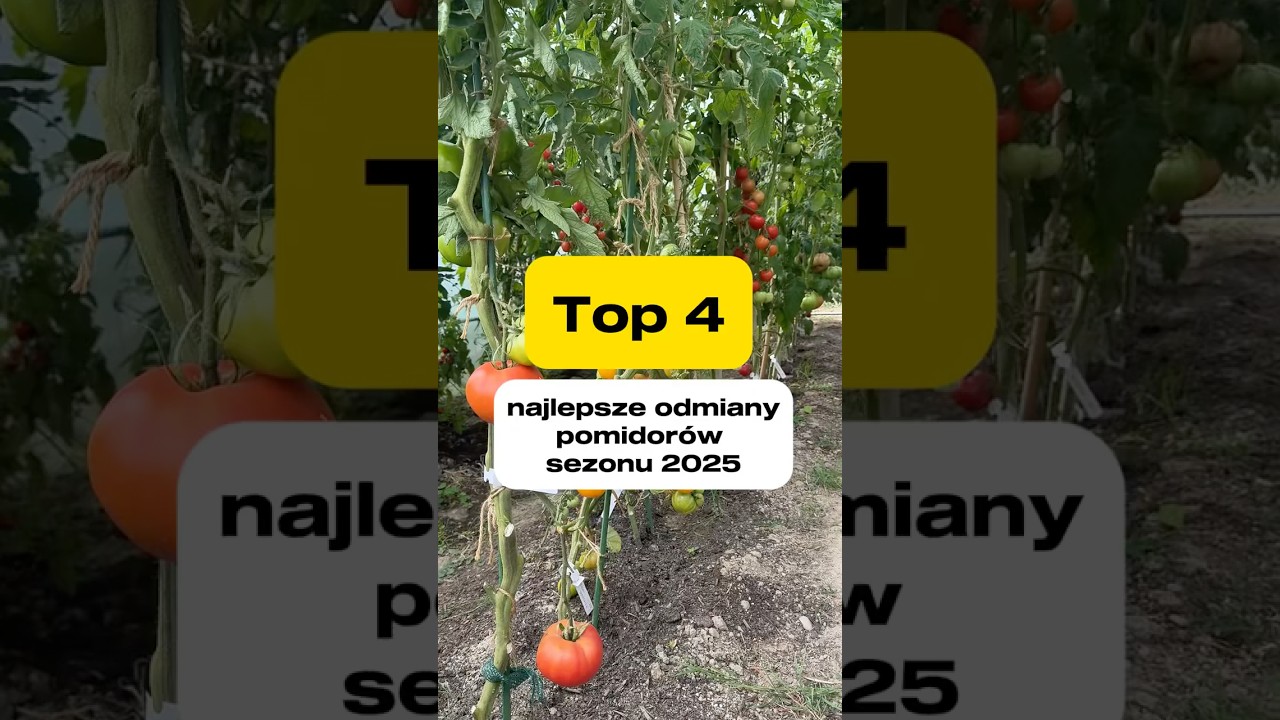 Top 4 najlepsze odmiany pomidor&oacute;w sezonu 2025 🌿