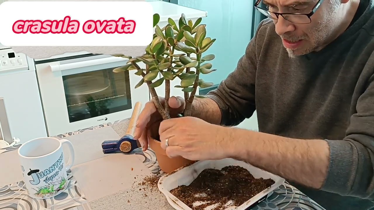 remacetado de crasula ovata . fuera de lo común