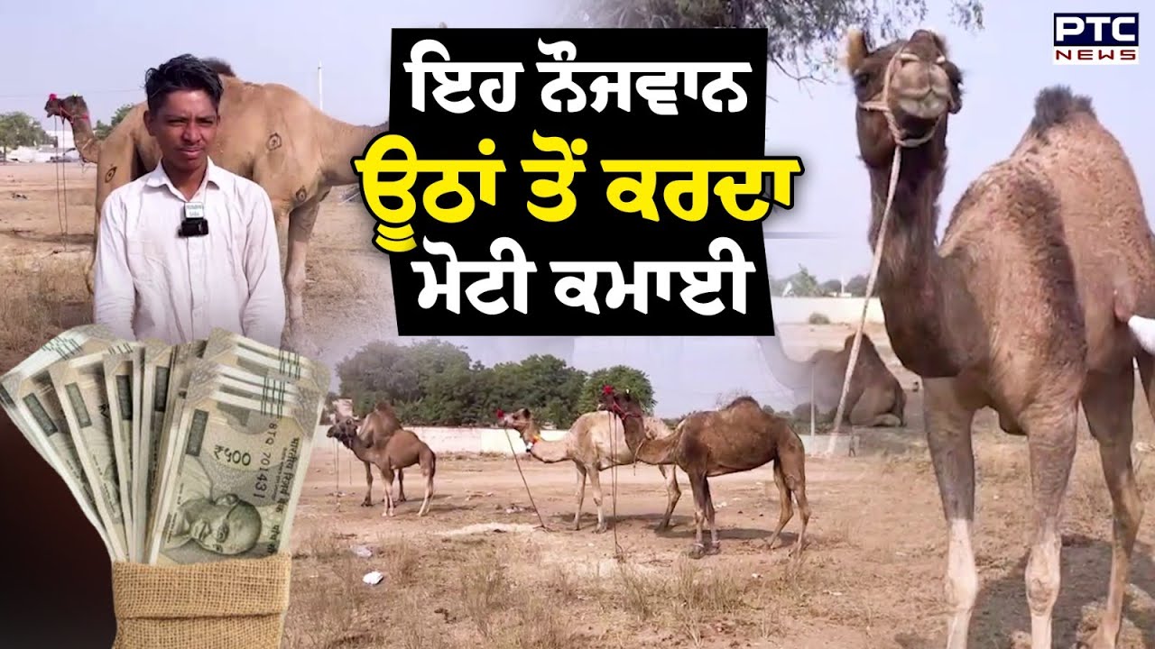 Rajasthan Nagaur Fair 2026 : 19 ਸਾਲਾਂ  ਇਹ  ਨੌਜਵਾਨ ਊਂਠ ਵੇਚ ਕੇ ਮਹੀਨੇ ਦੀ ਕਰਦਾ ਮੋਟੀ  ਕਮਾਈ