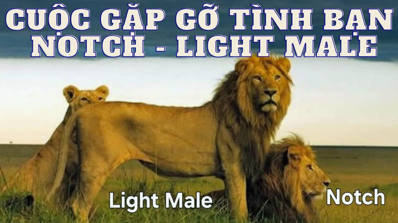 TÌNH BẠN KỲ LẠ GIỮA SAVANA P6 -LIÊN MINH SƯ TỬ NOTCH -CUỘC GẶP GỠ NOTCH - LIGHT MALE