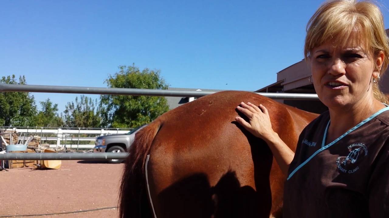 How to give a horse an Intramuscular Injection by Durango Equine Veterinary Clinic