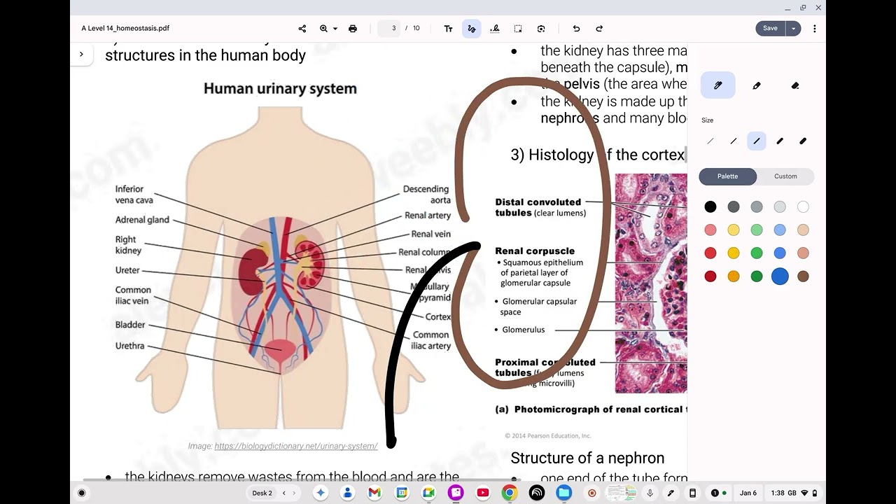 Human Urinary system and Nephron A Level