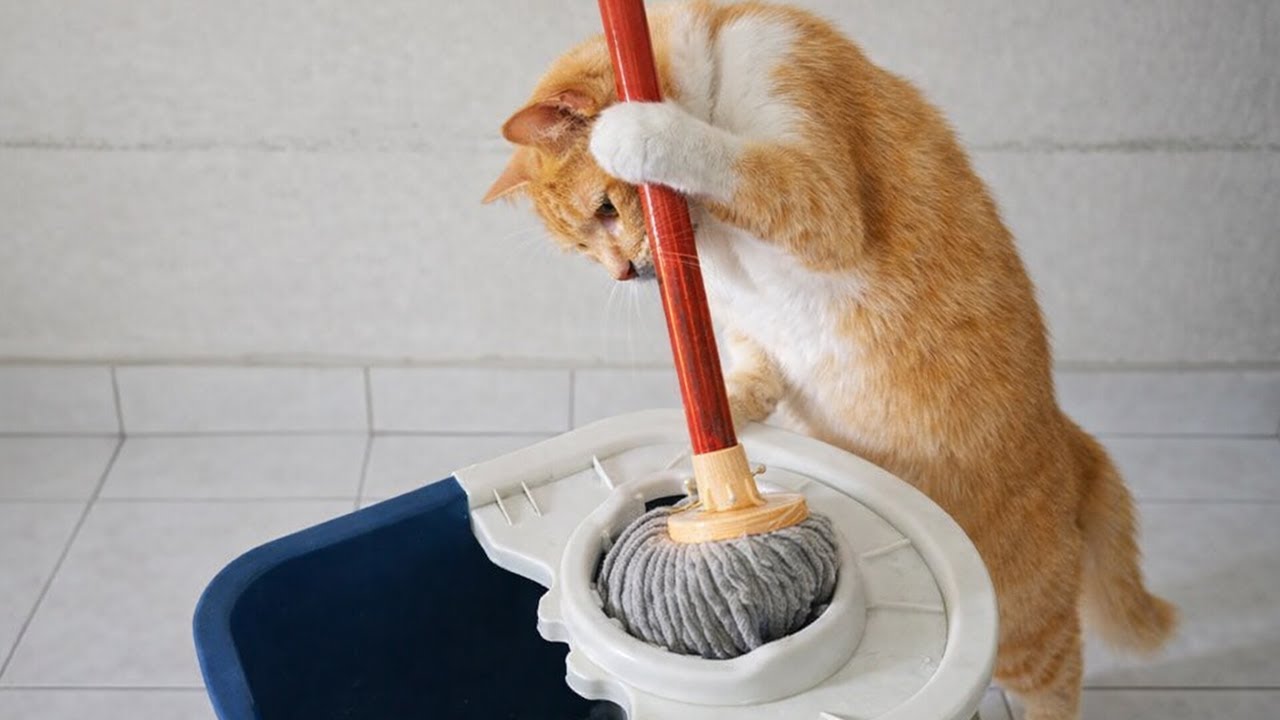 When Your IQ 200 Cat Outsmarts You in 3 Seconds 😂 Funny Cat Videos 2026🐾 🤣