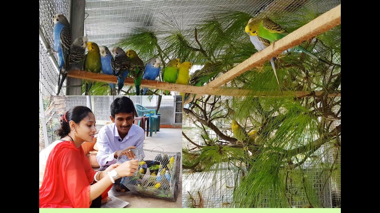 Budgies Birds Release In New Breeding Colony.