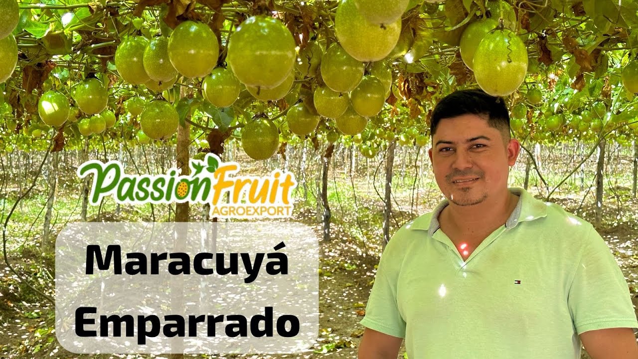 Maracuy&aacute; en emparrado, Parchita, Maracujazeiro