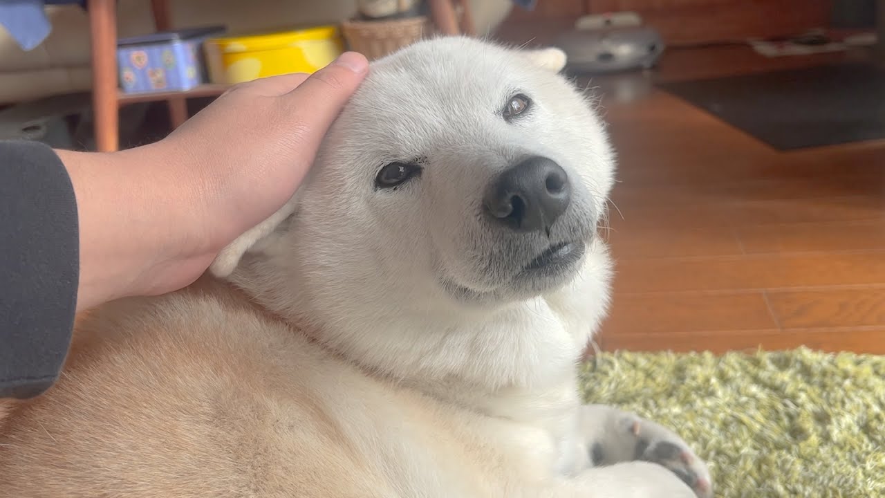 ４年間、本当にありがとう、あいちゃん大好き