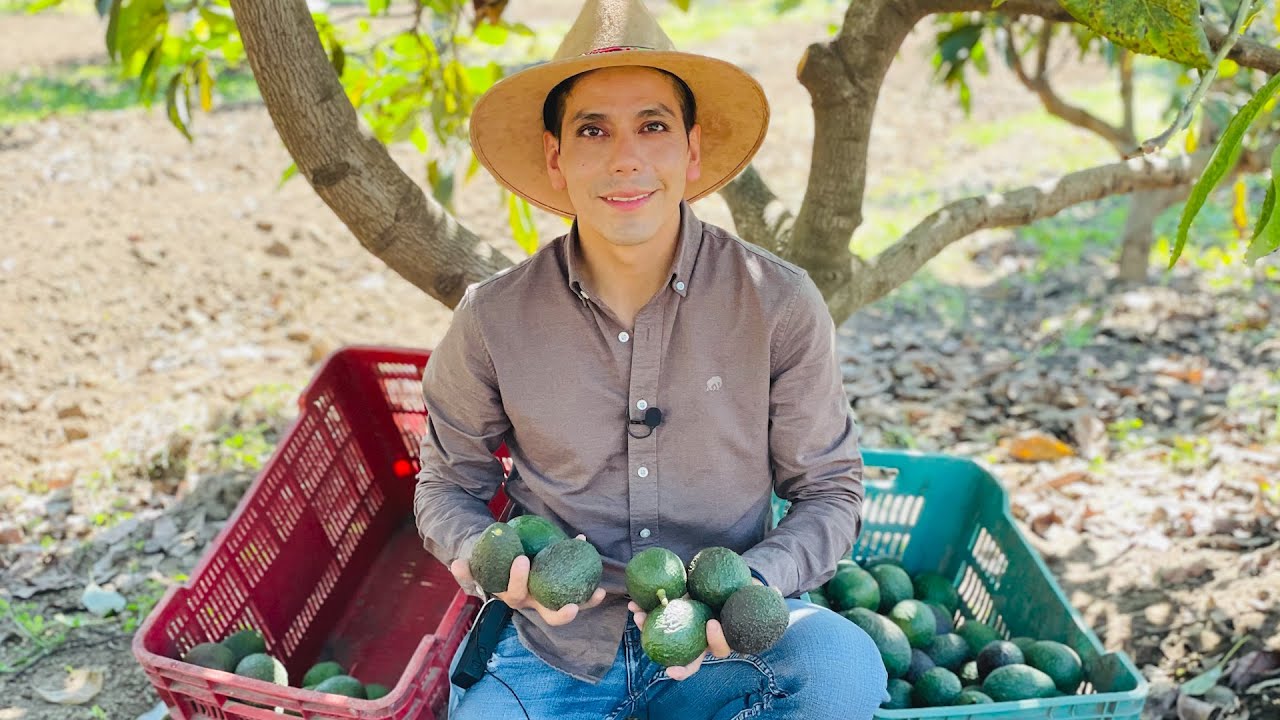 Injerto de AGUACATE HASS mejorado | Planta de Aguacate | Realiza tu huerta de AGUACATE