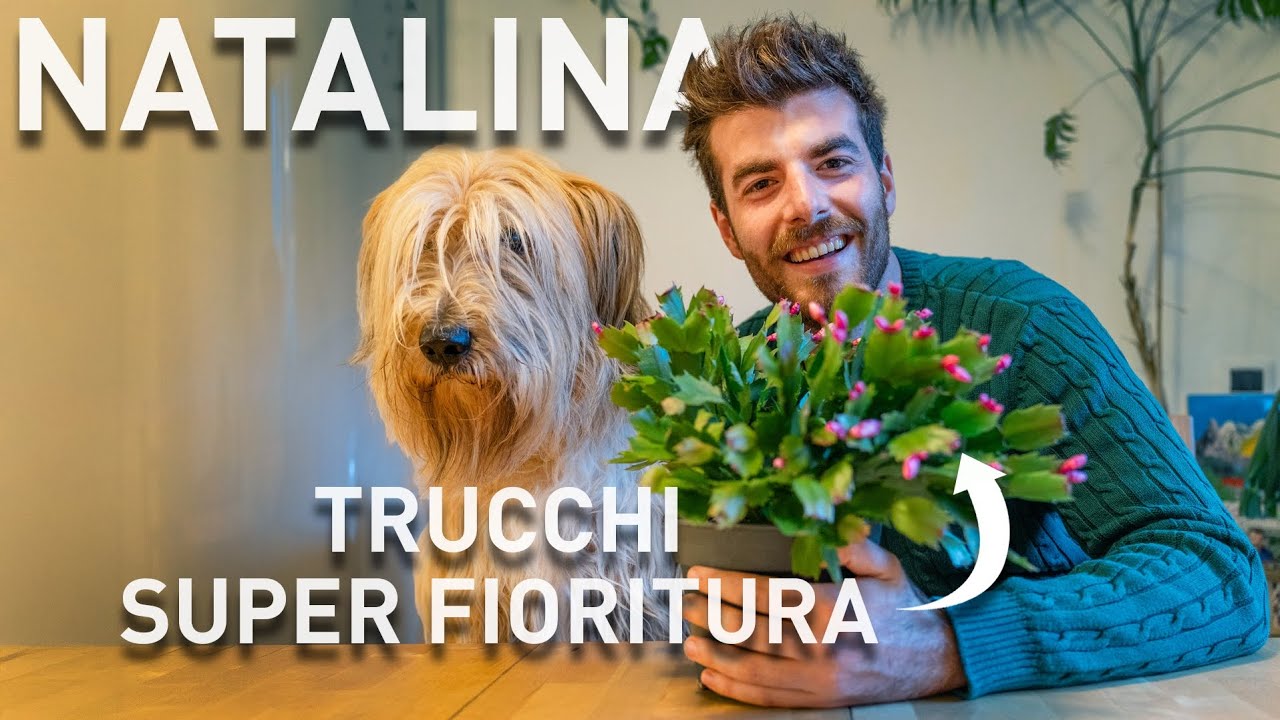 CACTUS di NATALE, farla vivere TANTI anni con super FIORITURE (Schlumbergera) 