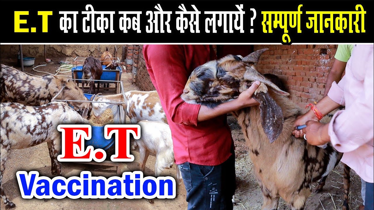 Et का टीका कब और कैसे लगाएं।Et Vaccine For Goat। Et ka Tika  kaise Lagaye। Details Of Et Vaccination